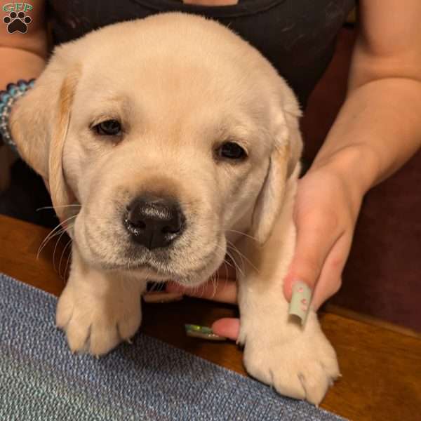 Bruno Yellow Labrador Retriever Puppy For Sale in Pennsylvania
